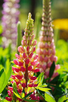 Beautiful colorful Lupine flowers blooming in a lush garden during spring season