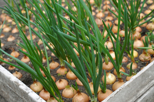 Old onions planted in a bed for young greens. Young green onions sprouting on peat in a greenhouse.