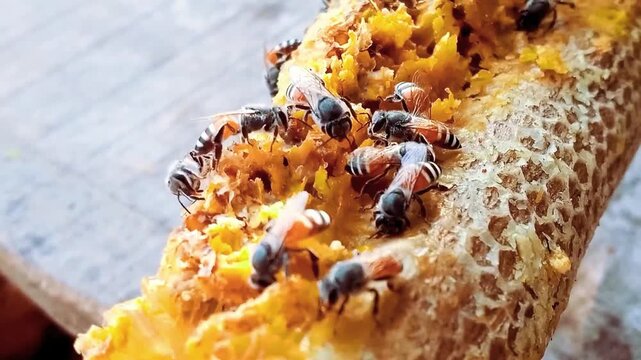 Macro shot of honey bees feeding on fresh honeycomb with liquid honey and wax texture.
