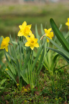 Vibrant yellow daffodil flowers blooming in the green garden during springtime