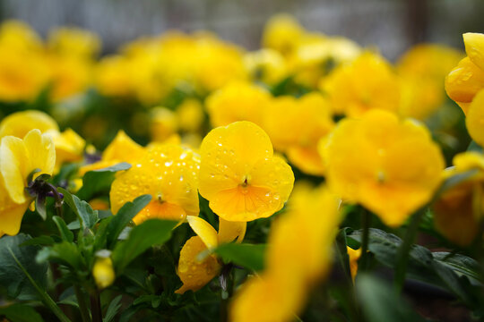 Fresh yellow pansy flowers with water drops blooming in the garden after rain