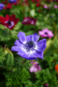 Close-up of a stunning purple anemone flower blooming in a spring garden