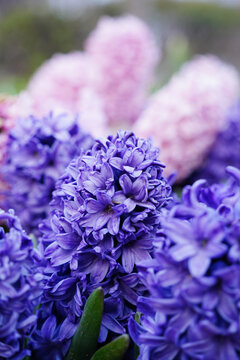 Beautiful pink and purple hyacinth flowers blooming in a city park garden