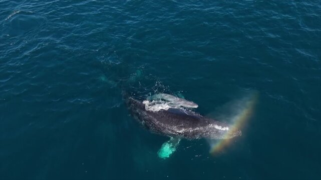 Humpback Whale gives birth to calf, La Ventana, Baja California, Mexico