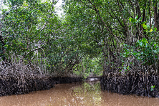 Boat trip on the Igarape do Urubu River, Delta das Americas to Ilha das Canarias, Brazil. South America
