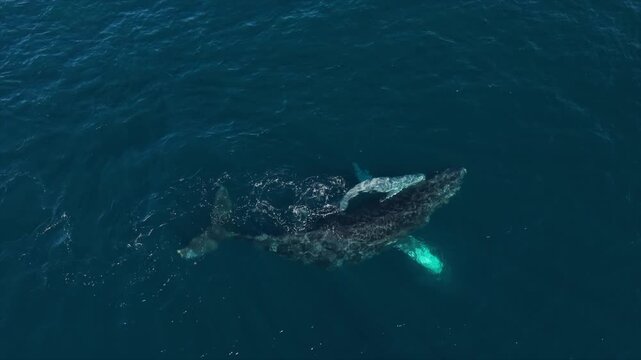 Humpback Whale gives birth to calf, La Ventana, Baja California, Mexico