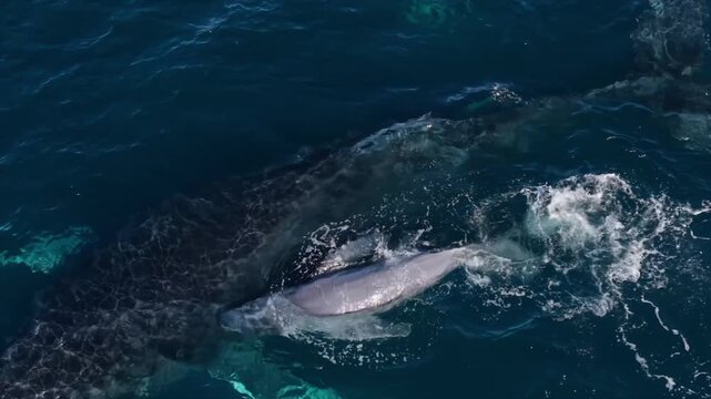 Humpback Whale gives birth to calf, La Ventana, Baja California, Mexico