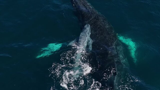 Humpback Whale gives birth to calf, La Ventana, Baja California, Mexico