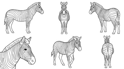 Obraz premium Elegant Line Art Zebra Collection for Animal Lovers and Artwork