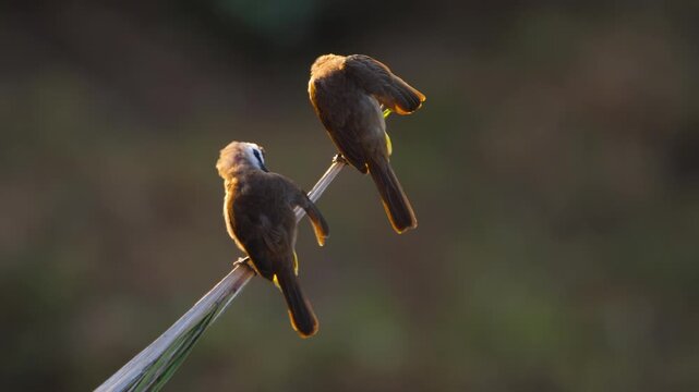Pair of bulbul birds,Yellow-vented bulbul ( Pycnonotus goiavier ) perching side by side in breeding season.