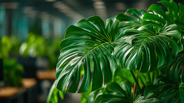 Close up of lush green monstera deliciosa leaves with water droplets in blurred office monstera droplets