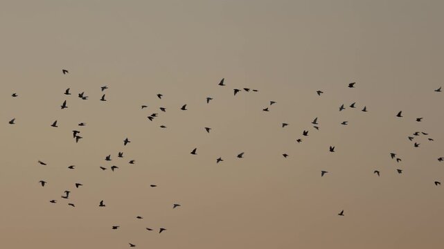 Birds flying at dusk with the Pyramids in the background