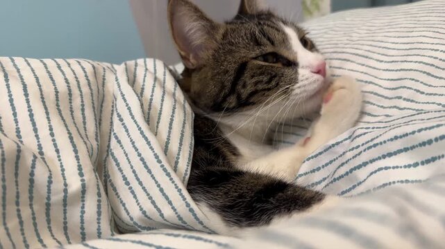 A tabby kitty, curled up, sleeping sweetly under the covers on the bed so calm and sleepy. A magnificent picture of peace and silent dreams.