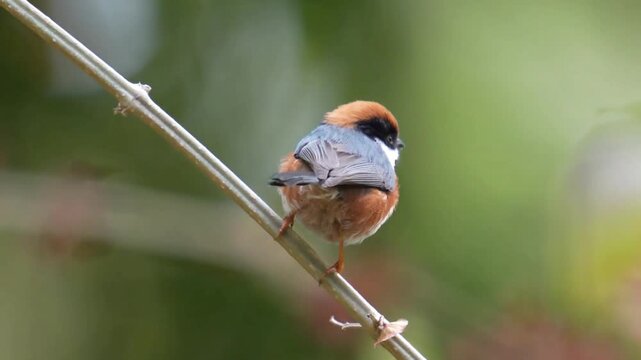Cute black-throated tit bird with vibrant orange and black plumage perched calmly on a thin bare branch against a smooth blurred green background in its natural habitat