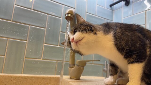 A thirsty tabby cat eagerly drinks fresh water straight from the dripping kitchen tap, tiny tongue lapping quickly.