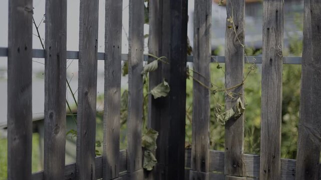 Weeds on Wooden Fence Slowly Dying, A poetic video of weeds on a wooden fence slowly withering, reflecting the quiet passage of time, perfect for nature documentary and environmental advertising.
