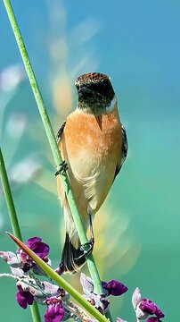 Beautiful small stonechat bird perched on a green plant stem with purple flowers against a vibrant blue blurred background in its natural habitat