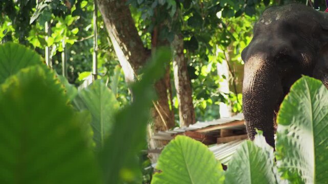 Close up of Asian elephant head chewing in tropical forest surrounded by green foliage
