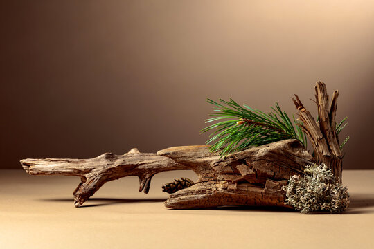 Abstract north nature scene with a composition of lichen, pine branches, and dry snags.