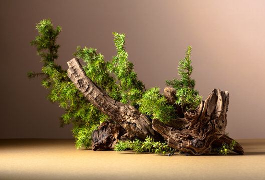 Abstract nature scene with a composition of juniper and dry snags.