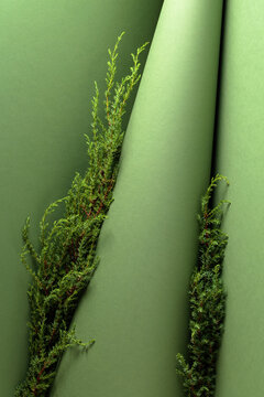 Juniper branches on a green background.