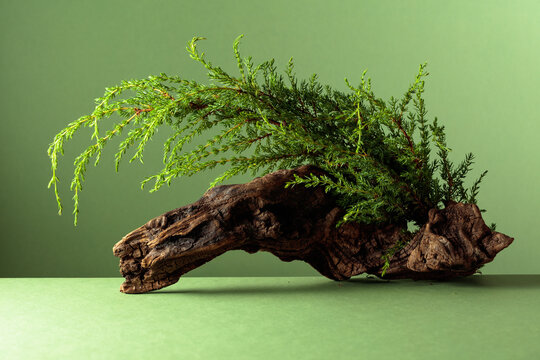 Old snag and juniper branches on a green background.