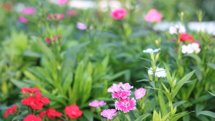Fototapeta premium Dianthus Flower Close Up in 4K | Vibrant Red Garden Bloom