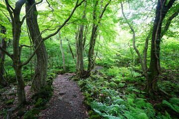 Obraz premium fine path through mossy old trees