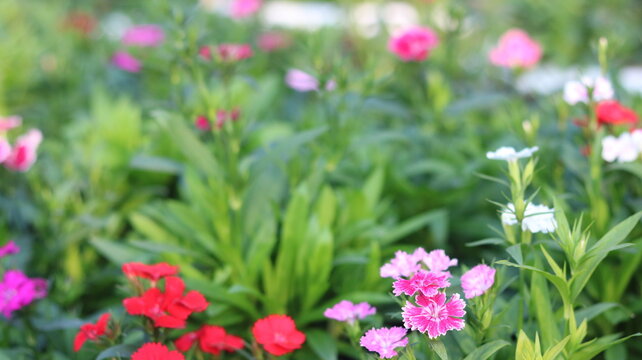 Dianthus Flower Close Up in 4K | Vibrant Red Garden Bloom