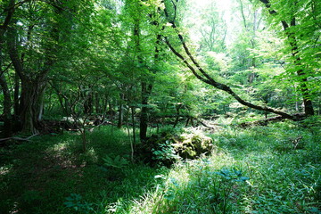 Obraz premium primeval forest in the spring sunlight