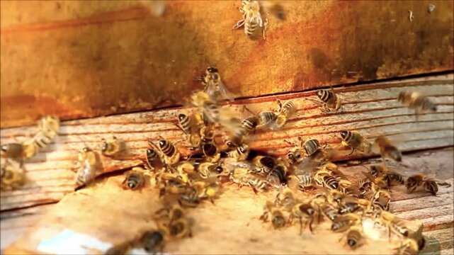 Honey bees swarm at the entrance of a wooden beehive during a busy summer day in the apiary.
