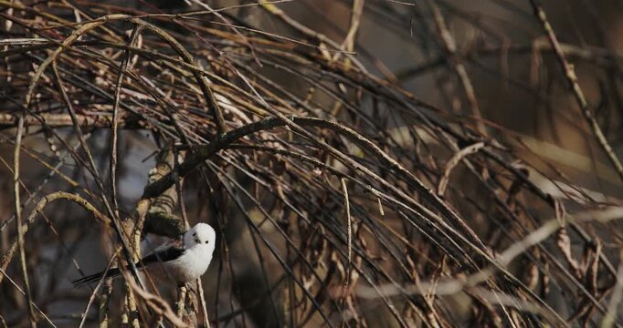 Wild Long-tailed Tit Aegithalos caudatus in motion among tree branches