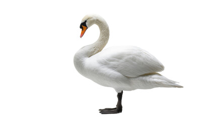 Elegant white Mute Swan gracefully curved neck in profile view © Thaddeus