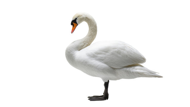 Elegant white Mute Swan gracefully curved neck in profile view