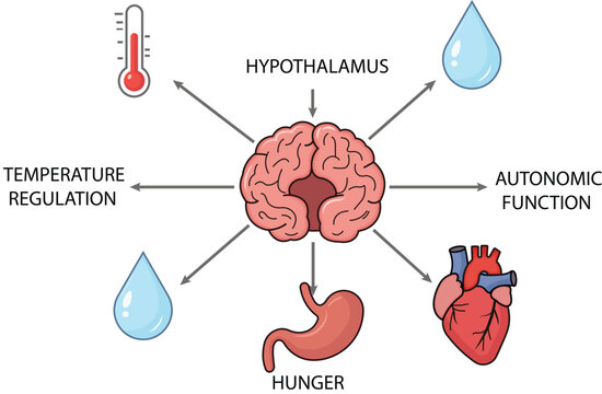 Hypothalamus Functions Medical Diagram