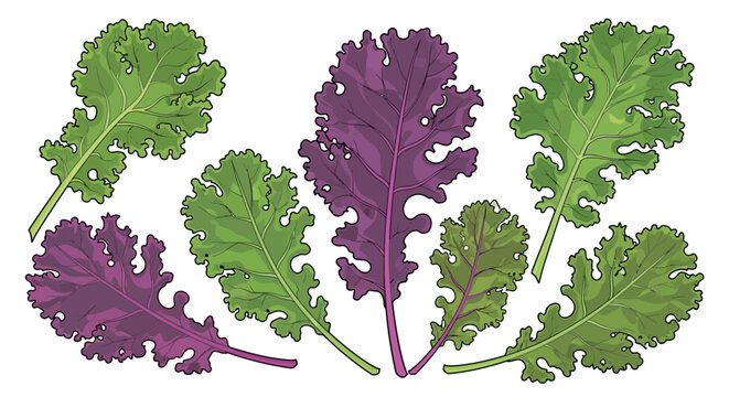 Fresh green and purple leafy greens.