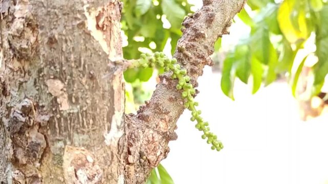 Flower Lansium Domesticum on a branch.