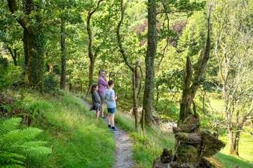 Fototapeta premium Family walking together along forest path in peaceful countryside