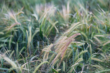 Naklejka premium Wheat ears ripen in the sun in spring