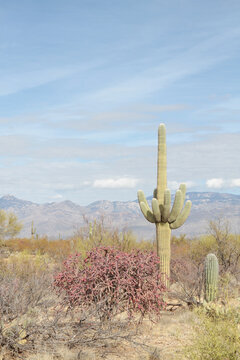 Tall Saguaro cactus with many arms stands next to Staghorn Cholla