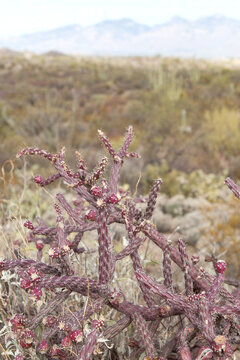 Closeup of a Staghorn Cholla in the Sonoran Desert