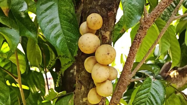 Lansium Domesticum fruit on a tree branch.