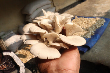 Naklejka premium mushrooms plant on hand in farm for harvest