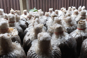 Naklejka premium mushrooms plant processing in plastic bag on farm for harvest