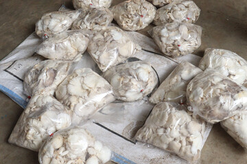 Naklejka premium mushrooms plant processing in plastic bag on farm for harvest