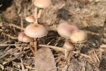 Naklejka premium mushrooms plant on jungle for medicine