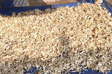 Naklejka premium mushrooms plant processing on farm for harvest