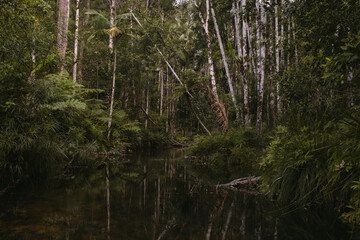 Obraz premium Rainforest creek in Wilsons Creek Byron hinterland