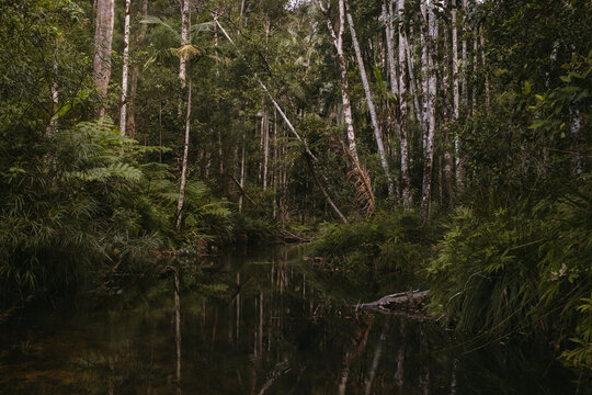Rainforest creek in Wilsons Creek Byron hinterland
