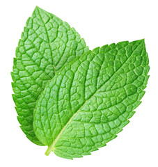 Fresh green mint leaves set isolated on transparent background. Mint leaves set is raw and isolated. Mint leaves set isolated with png © URSA Star